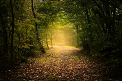 Mystic Autumn
