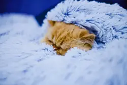 My little sleeping cat Bella at New Year night