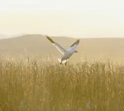 A snow goose catching the sun’s last rays.