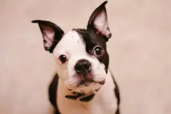 Short coated black and white dog