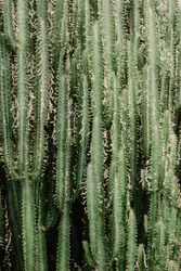 Green cactus plant close up photo