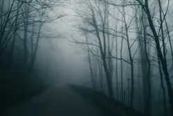 Bare trees during nighttime