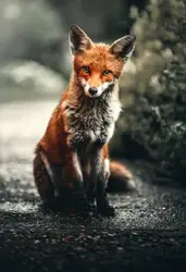 Orange and silver fox