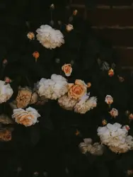 Carnation and rose flowers