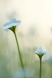 A good part of my pictures are about very small depth o