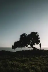 Two Sentinels
