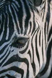Zebra eye