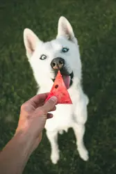 Person holding watermelon