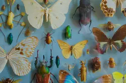 Oxford Natural History Museum