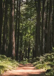 Pathway surrounded with tall and green trees during day