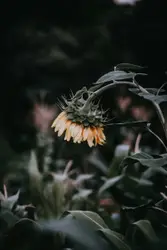 Close up photography of petaled flower