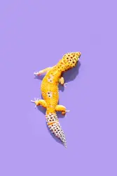 Pet Leopard Gecko