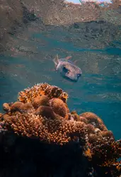 White and black fish on coral reef
