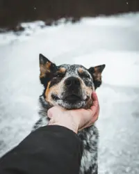 A dog is being held by a person in the snow