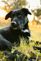 Black and white short coated medium sized dog lying on 