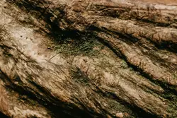 Close up photography of brown wood trunk