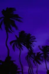 Palm tree under purple sky