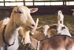 Farm Goats
