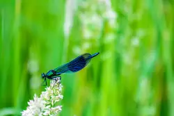 Blue dragonfly on flowers