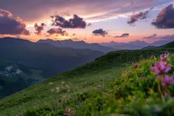 Purple petaled flowers growing at the mountain during s