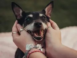 Black and brown dog