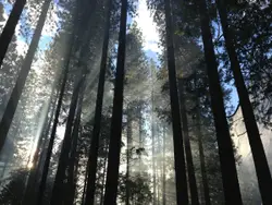 Silhouette of trees with green trees at daytime