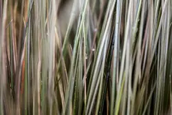 Green grass dew