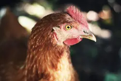 Farm Poultry