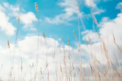 Wheat field under clouds