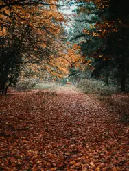 A long overdue Autumn forest walk in Oxfordshire. Nothi