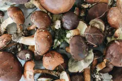 Mushroom treasure.