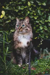 Small fluffy cat exploring a garden.