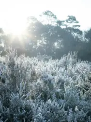 Large Group Of Trees In A Snowy Field
