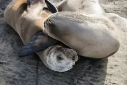 Shallow focus photo of gray seal