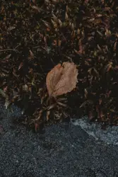 Autumn leave on a moss texture