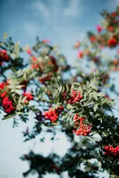 Beautiful rowan