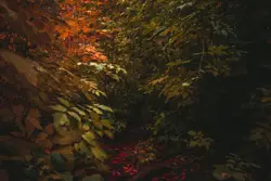 Trees during day