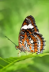 An Orange Lacewing butterfly rests on a fern frond at t