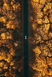 Aerial photography of car in forest