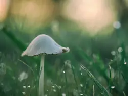 Shallow focus photography of mushroom