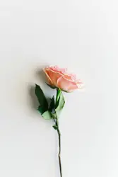 Pink petaled flower on white surface
