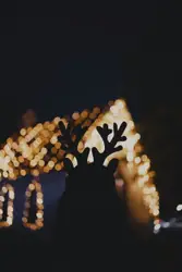 Silhouette of reindeer