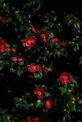 Camellia