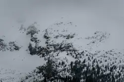 Tree lined slope in the winter