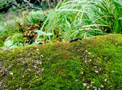 Flying insect on ground