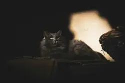 """Grigio"" is one of the cats living the best life on 