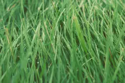 Green grasses