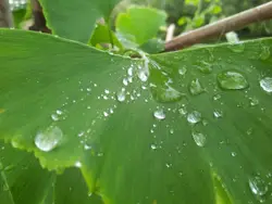 Dew on a Plant