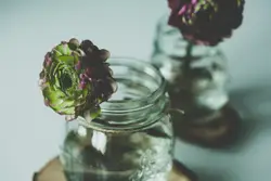 Dalias in jars