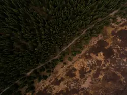 Green woodland from above